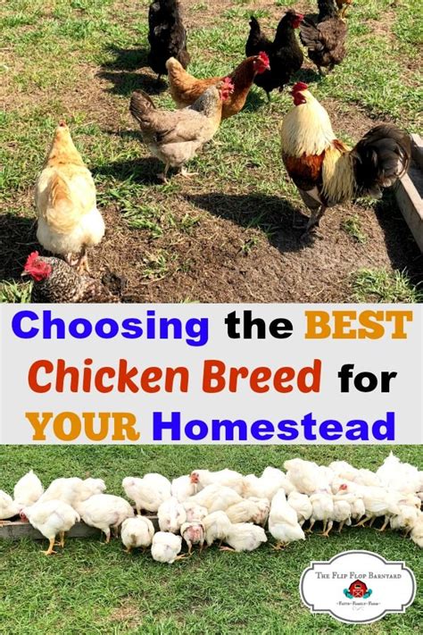 Choosing The Best Chicken Breed For Your Homestead Chicken Breeds