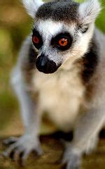 Lemur Creationwiki The Encyclopedia Of Creation Science