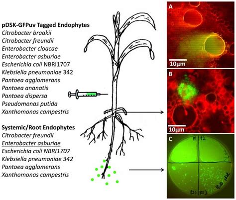 Persistence And Migration Of Zea Seed Endophytes In Stems Roots And