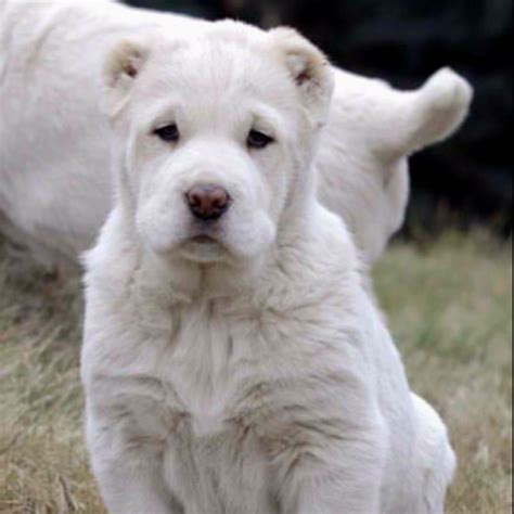 Alabai Puppy Alabaİ Dogs Pinterest