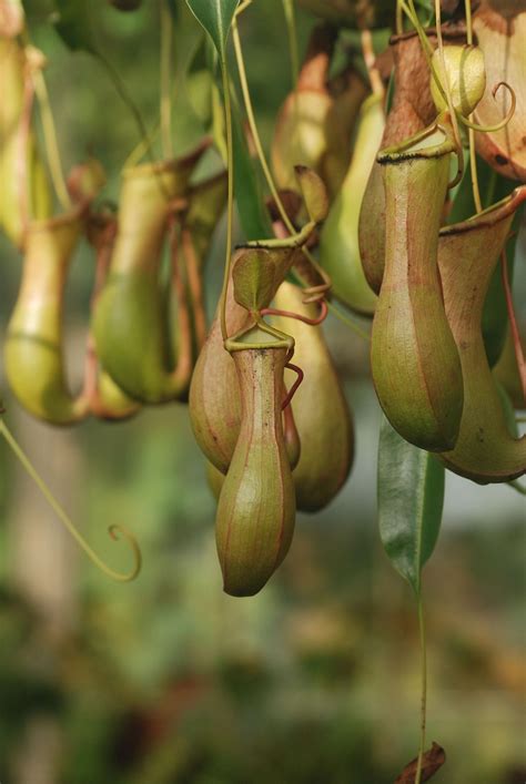 pitcher plant pitcher  pixabay