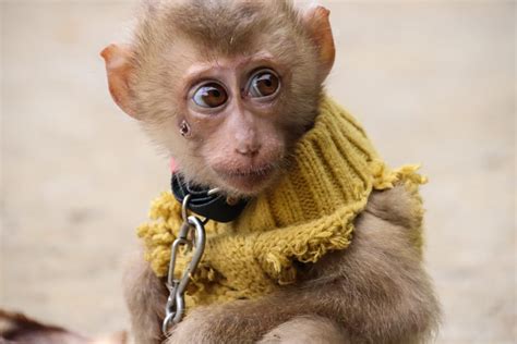 Cost Of A Monkey As A Pet | atelier-yuwa.ciao.jp