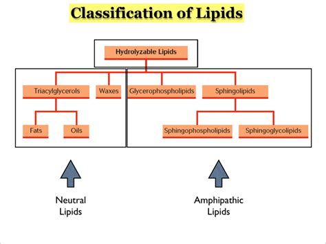 Amphoteric Lipids and Membranes