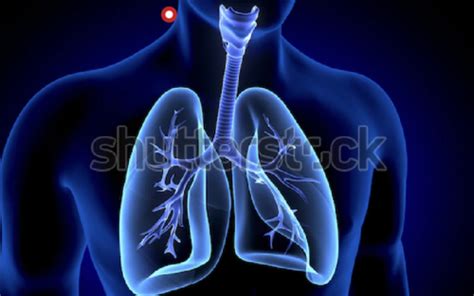 Respiratory Flashcards Quizlet