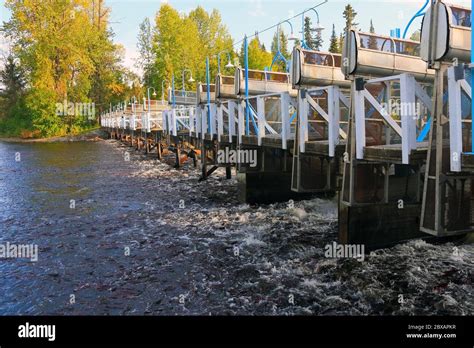 Sockeye Salmon Fish Hi Res Stock Photography And Images Alamy