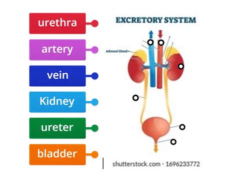 Excretory System Labelled Diagram