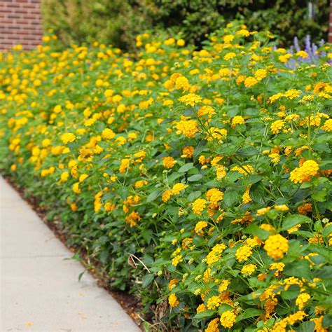 Drought Resistant Planting Serving Agriculture Since 1907