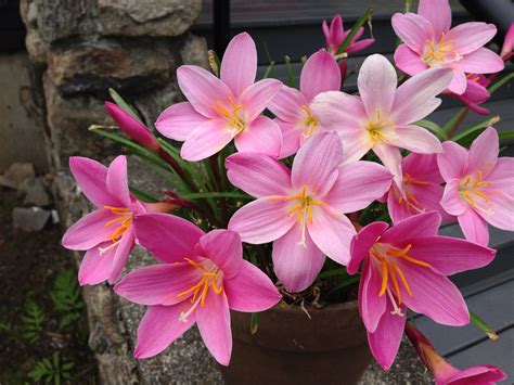 Rain Lilies | Planting bulbs, Bulbous plants, Beautiful flowers