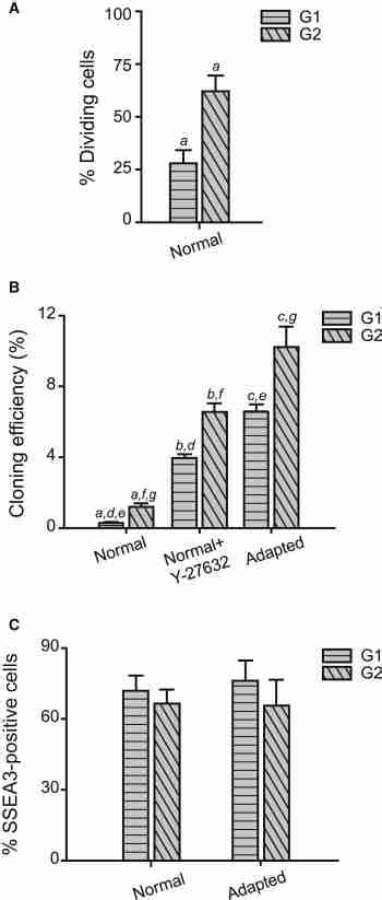 Cloning Efficiencies Of Normal H7 S14 And Adapted H7 S6 Cells Plated In