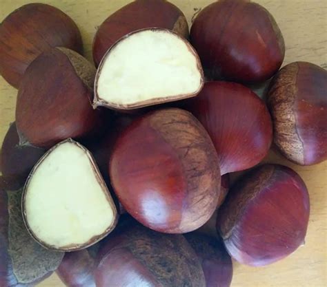 Import Fresh Chinese Chestnuts - Buy Fresh Chestnut,Frozen Chestnuts ...