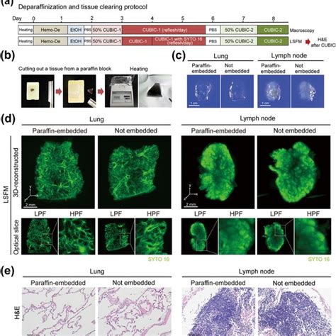 Tissue Clearing And 3d Imaging Of Paraffin Embedded Tissues In