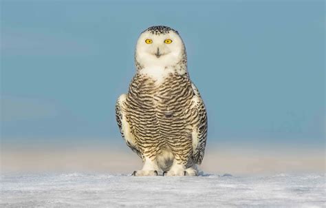 Wallpaper eyes, winter, snow, snowy owl for mobile and desktop, section ...