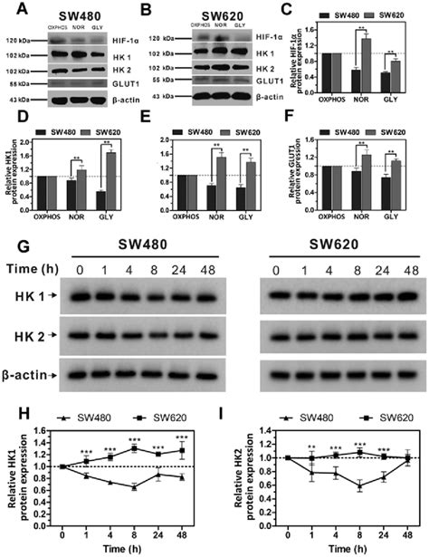 Expression levels of glycolysis regulation proteins in SW480 and SW620 ...