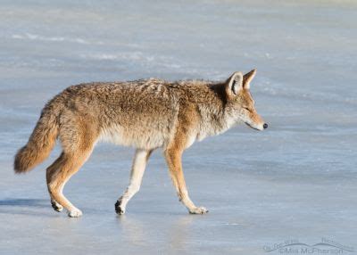 Coyote On Ice Mia McPherson S On The Wing Photography