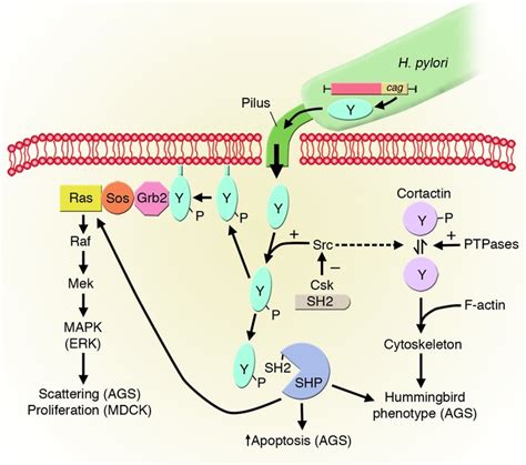 Jci Helicobacter Pylori Persistence Biology And Disease