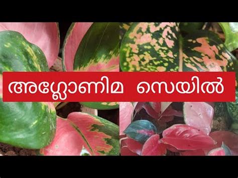 Aglaonema Sale Online Plants Sales Whatsapp 9048417824 YouTube