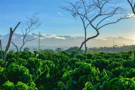 Crop diversity can buffer the effects of climate change - The Global Plant Council