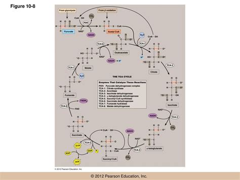 Chapter 10 Chemotrophic Energy Metabolism Aerobic Respiration Ppt