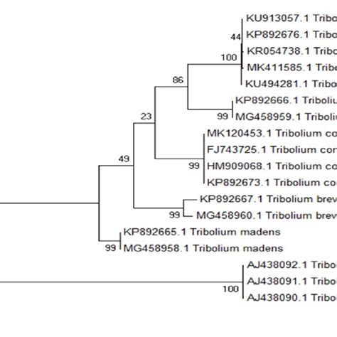 Molecular Phylogenetic Analysis By Maximum Likelihood Method The