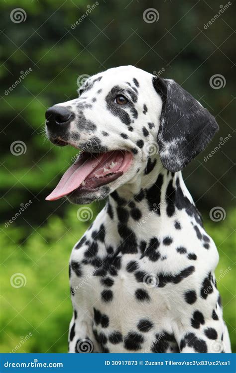 Portrait Of Smiling Dalmatian Puppy In The Garden Stock Photos Image