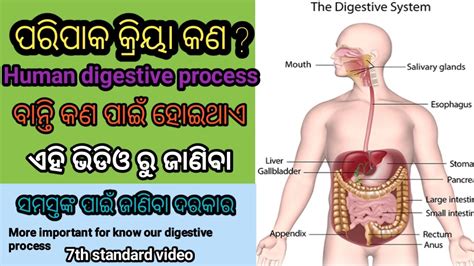 Science Th Paripaka Bibhag Paripaka Kriya Human Digestive System