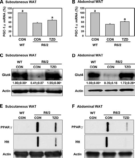 Chronic Tzd Treatment Ameliorated Recruitment Of Ppar G Into Htt