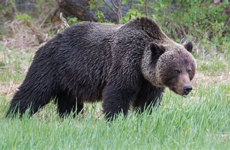 Grizzly bear puts on show for kayaker - Montana Hunting and Fishing ...