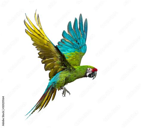 Military macaw, Ara militaris, flying, isolated on white Stock Photo ...