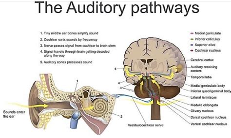auditory pathways cranial nerves diagram  annotations