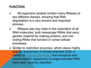 Nucleases | PPT