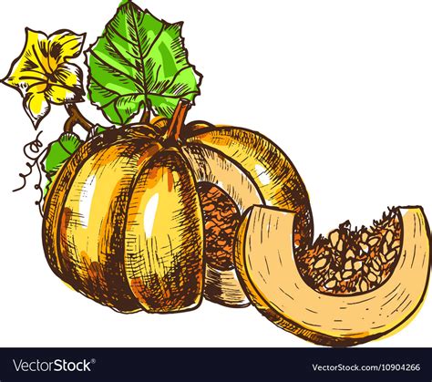 Hand Drawn Sketch Pumpkin Leaves Flowers Vector Image