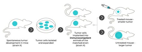 In Vivo Tumor Model Melior Discovery