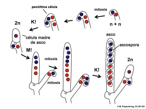 Ascomycota Ciclos Herbario Virtual Fitopatología