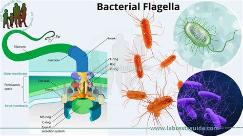 Bacterial Flagella: Structure, Function, and Significance in Microbial ...