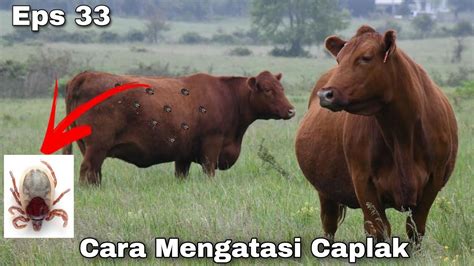 Eps Tips Mengatasi Penyakit Caplak Pada Sapi Youtube