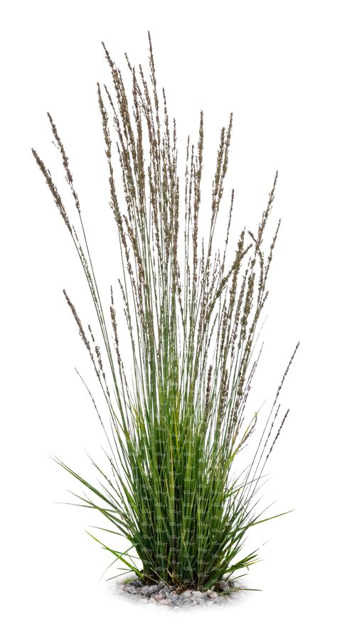 cut out tuft of ornamental grass in a shade - VIShopper