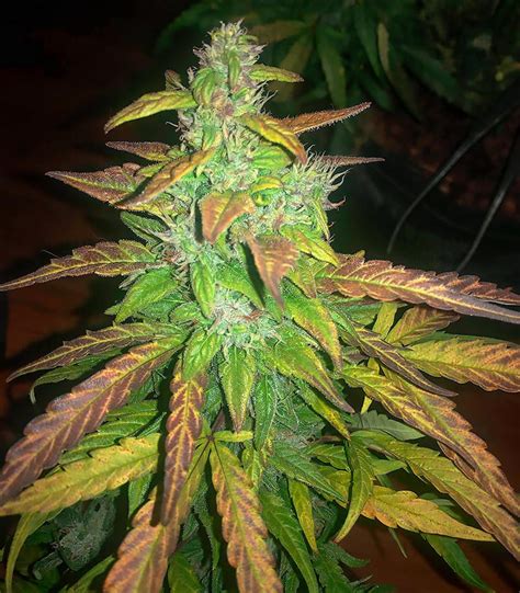 Blue Dream Autoflower Feminized Seeds For Sale Herbies