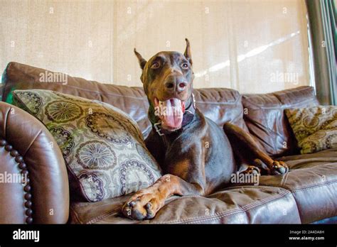 Portrait Doberman Pinscher Hi Res Stock Photography And Images Alamy