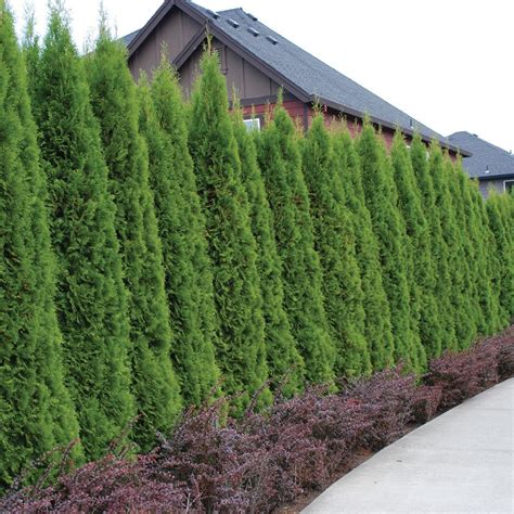 Tall Arborvitae Hedge