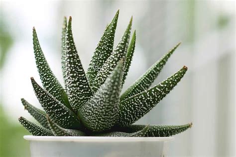 How To Grow And Care For Haworthia Indoors Gardeners Path