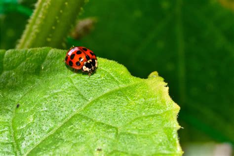 How To Get Rid Of Asian Lady Beetles