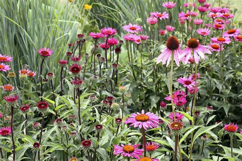 What S The Difference Between Annuals And Perennials Hagearbeider