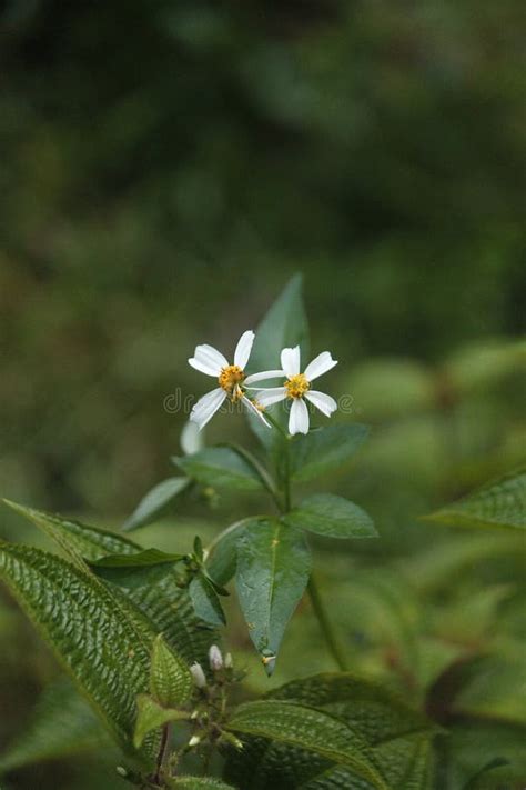 Indonesian Wild Plants Leaves And Flowers Stock Image Image Of