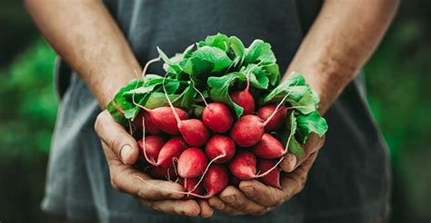 Organic Food Market Trends You Need To Know