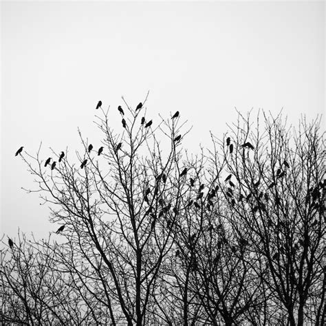 Premium Photo Ravens Fly And Sit Over Leafless Trees