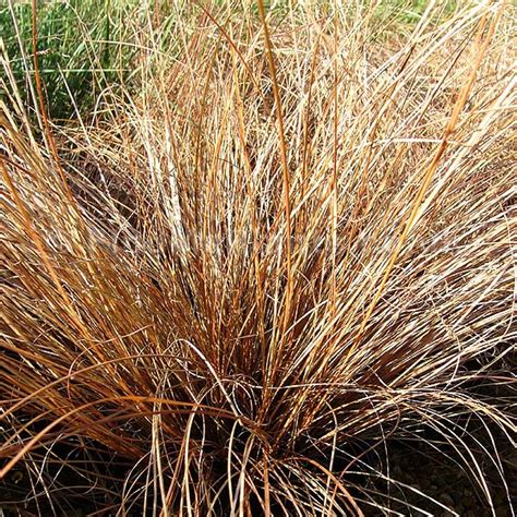 Carex Bronze Curls Grass Seeds On Sale at Lowest Internet Prices