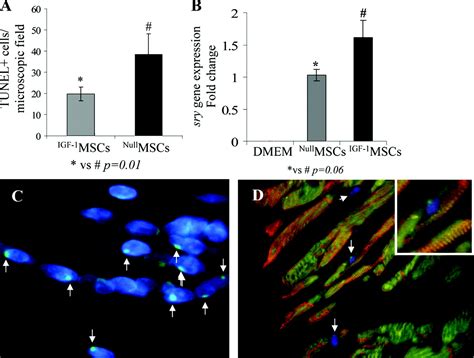 Igf Overexpressing Mesenchymal Stem Cells Accelerate Bone Marrow Stem