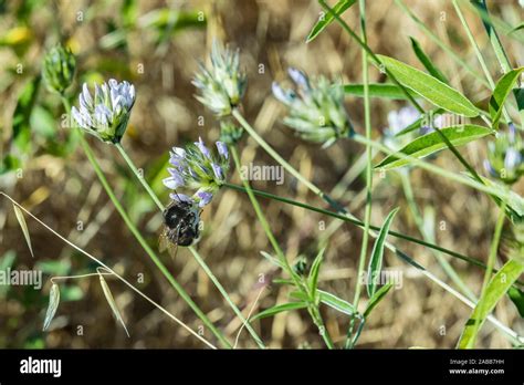 Honigbienen Zum Sammeln Von Pollen Von Wildblumen Fotos Und