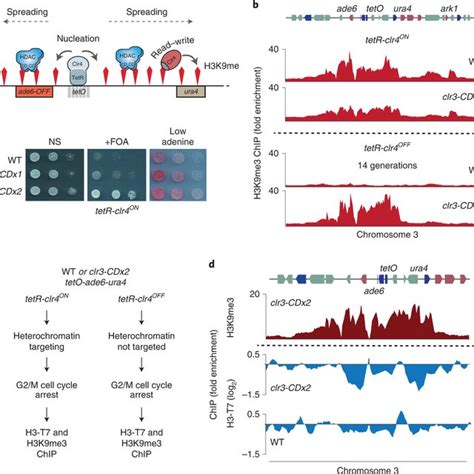 Effective Chromatin Association Of Clr3 Is Required For Heterochromatin