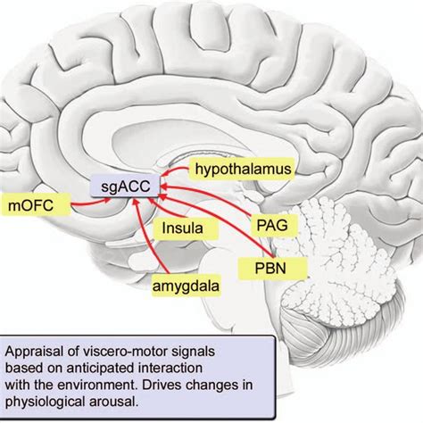 (PDF) Emotion and the Prefrontal Cortex: An Integrative Review